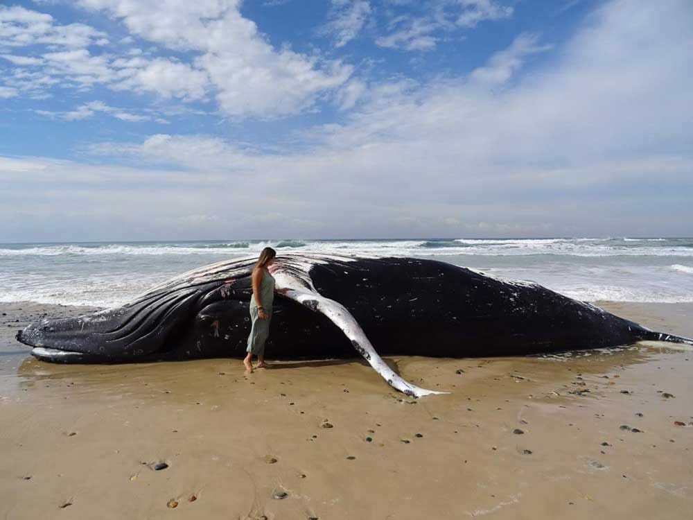 Ballenas Australia